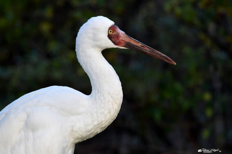 Schneekranich | Kölner Zoo | 03.12.2023