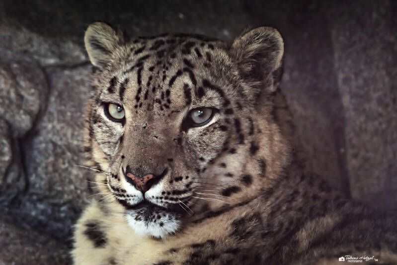 Schneeleopard | Zoologischer Stadtgarten Karlsruhe | 03.04.2026