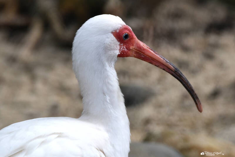 Schneesichler | Weltvogelpark Walsrode | 12.04.2021