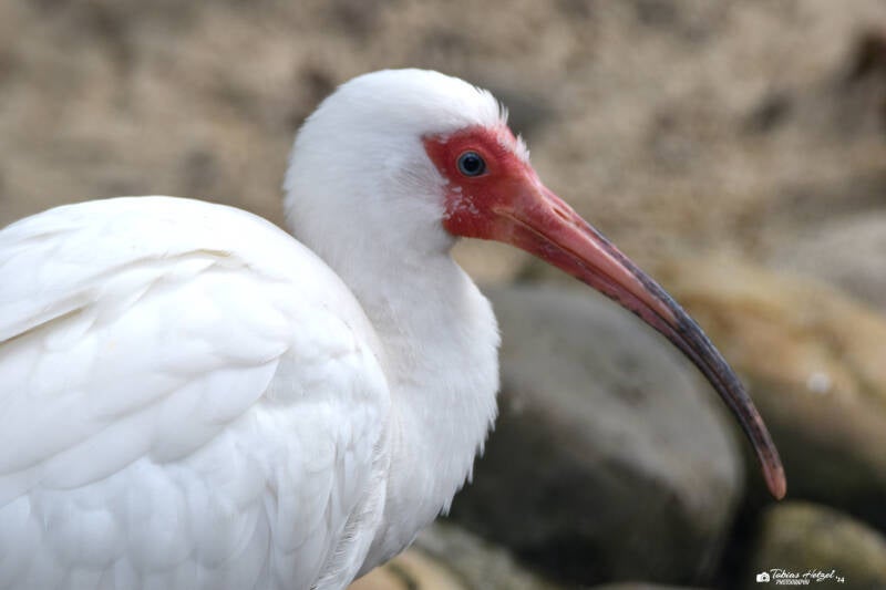 Schneesichler | Weltvogelpark Walsrode | 12.04.2021