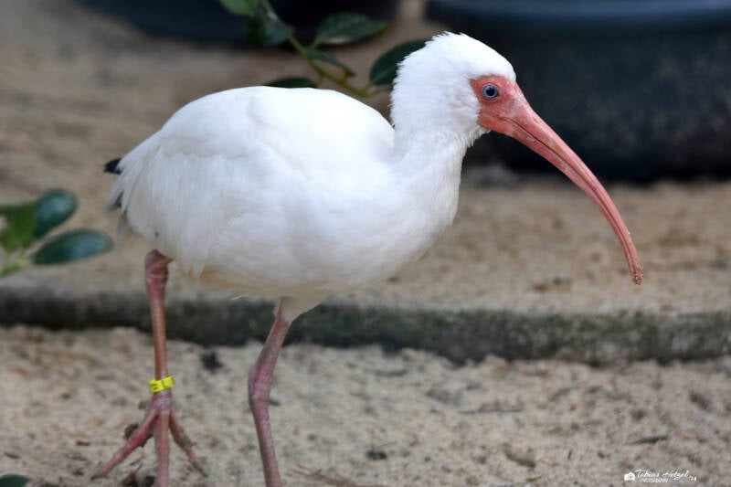 Schneesichler | Weltvogelpark Walsrode | 12.04.2021