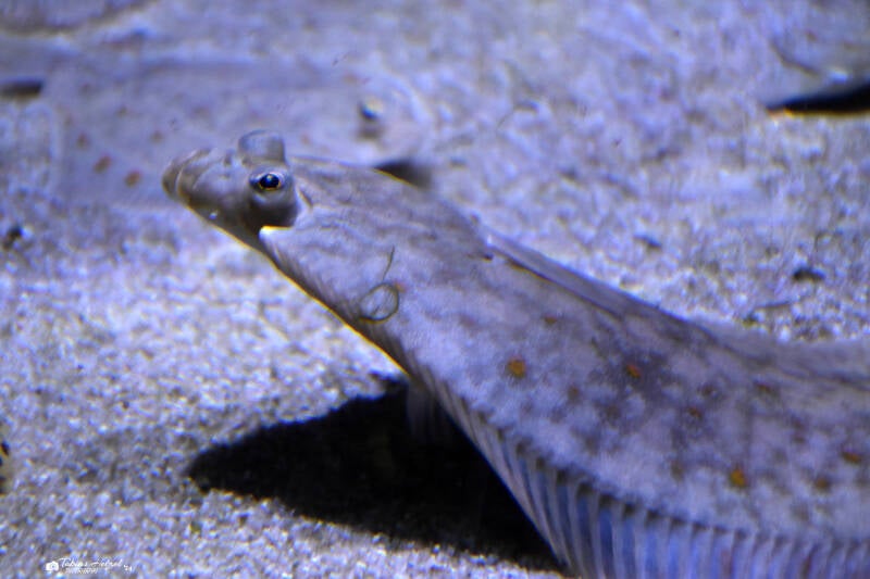 Scholle | Wilhelma Stuttgart | 16.06.2023