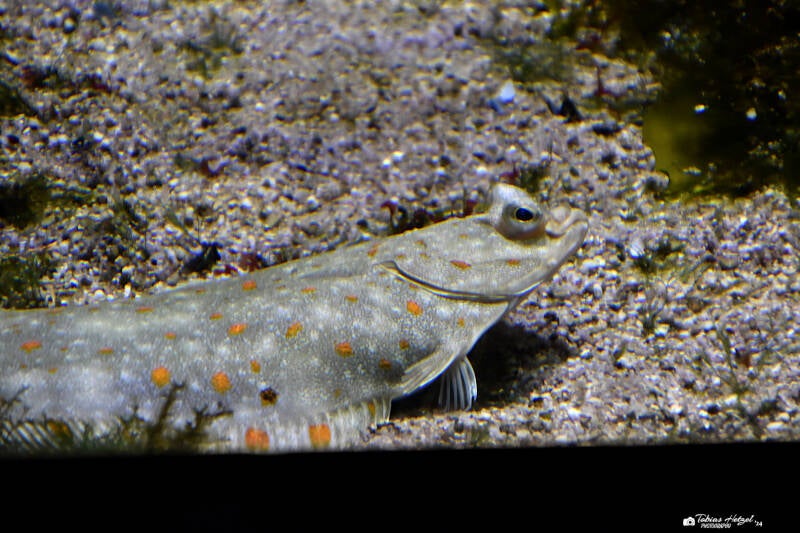 Scholle | Zoo Basel | 09.04.2023