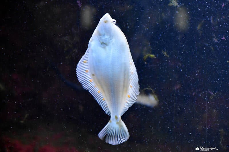 Scholle | Wilhelma Stuttgart | 16.06.2023