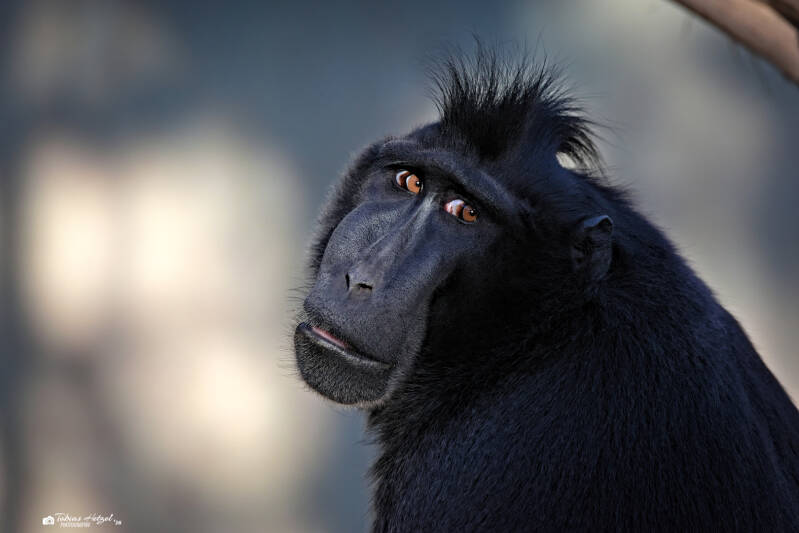 Schopfmakak | Vivarium Darmstadt | 28.12.2026