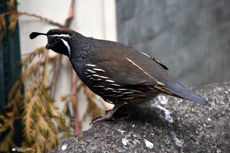 Schopfwachtel | Weltvogelpark Walsrode | 09.06.2023