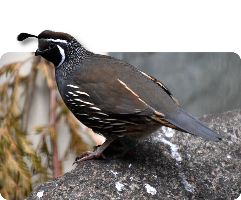 Helmperlhuhn (kein Unterartenstatus)