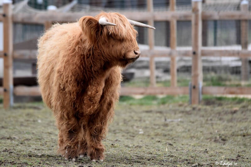 Schottisches Hochlandrind