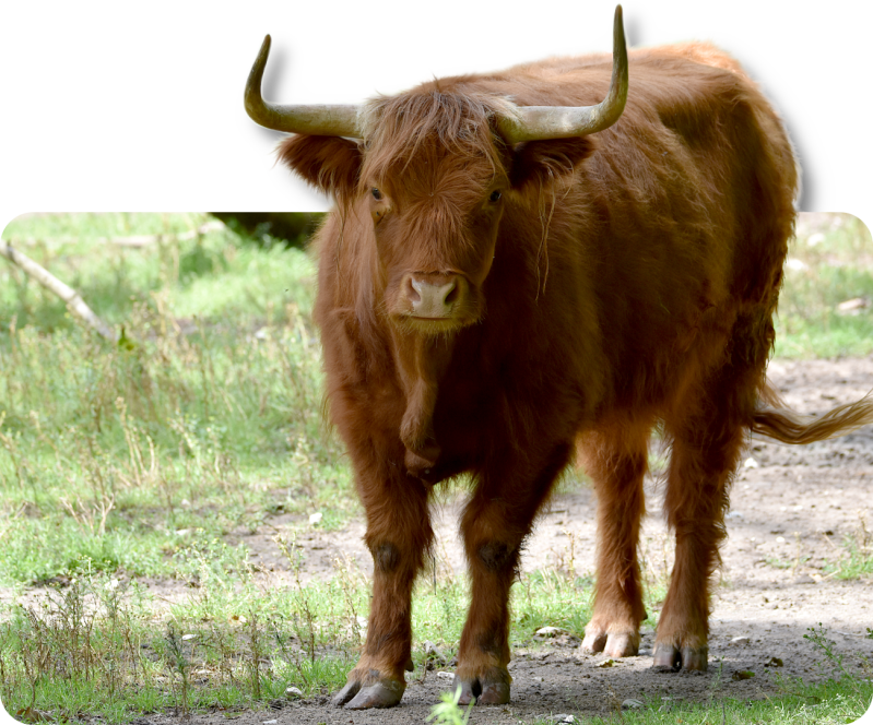 Schottisches Hochlandrind