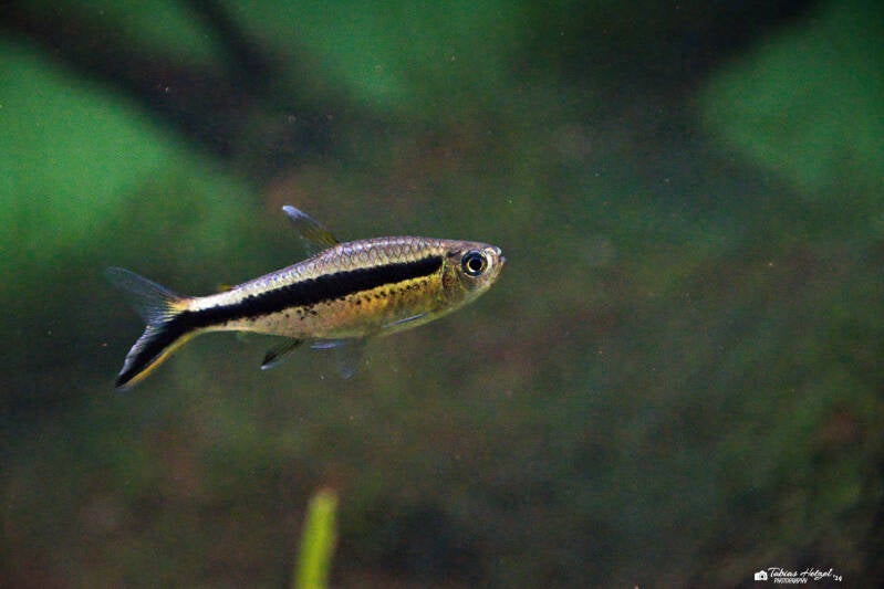 Schrägschwimmer | Vivarium Darmstadt | 02.11.2024