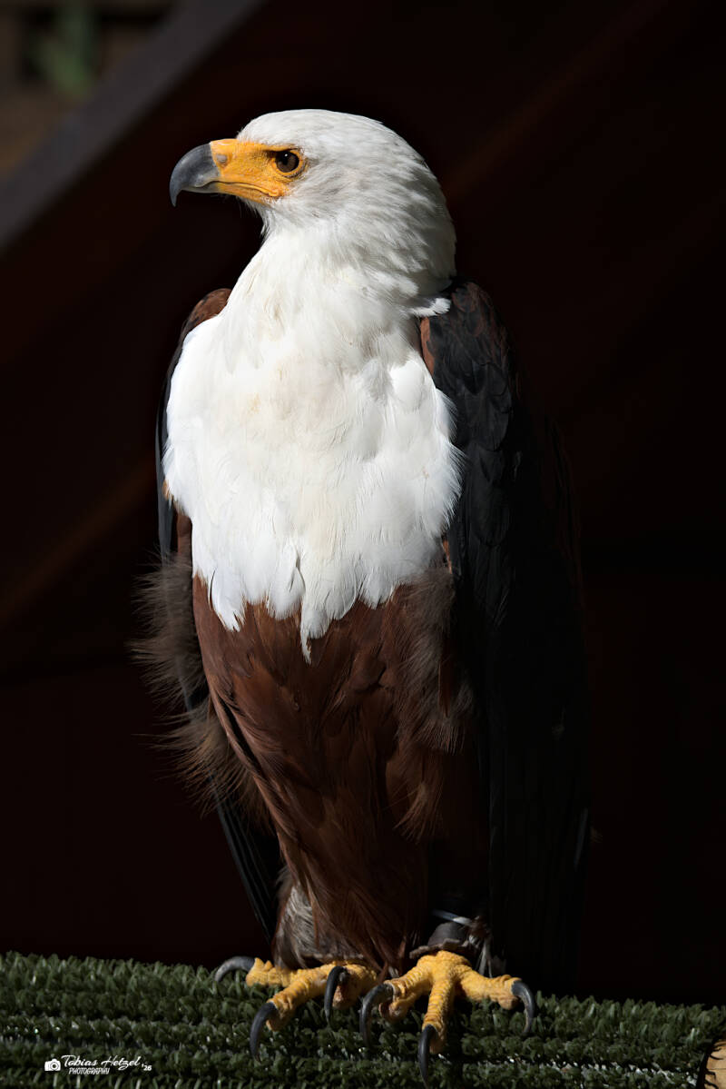 Schreiseeadler | Zoo Neunkirchen | 08.08.2026