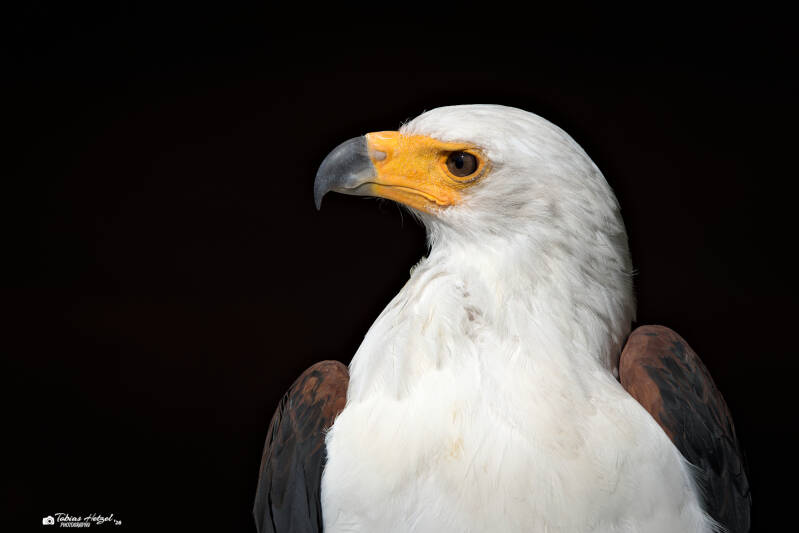 Schreiseeadler | Zoo Neunkirchen | 08.08.2026