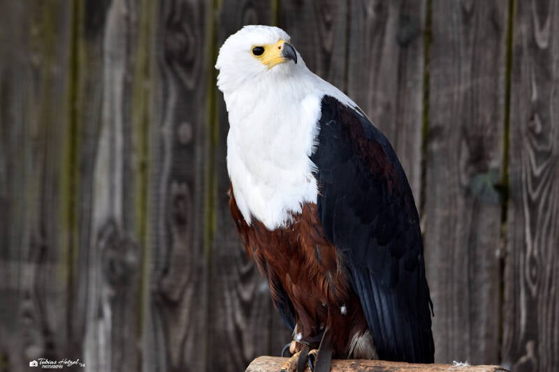 Schreiseeadler | Wildpark Potzberg, Föckelberg | 03.03.2021