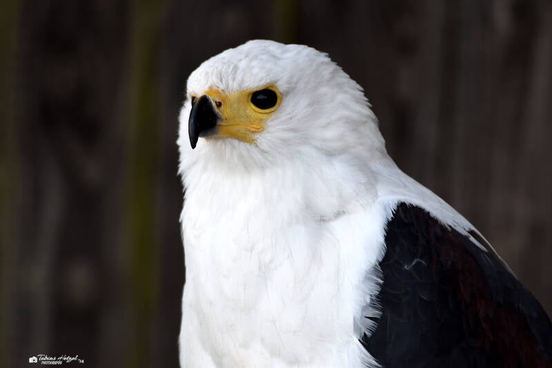 Schreiseeadler | Wildpark Potzberg, Föckelberg | 03.03.2021