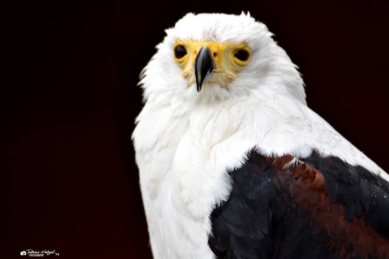 Schreiseeadler | Zoo Neunkirchen | 30.01.2021