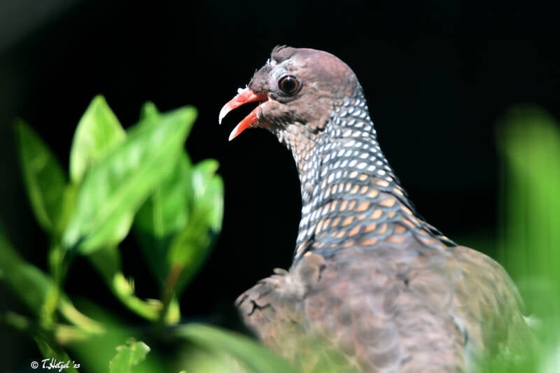 Schuppenbauchtaube | Weltvogelpark Walsrode | 09.06.2023