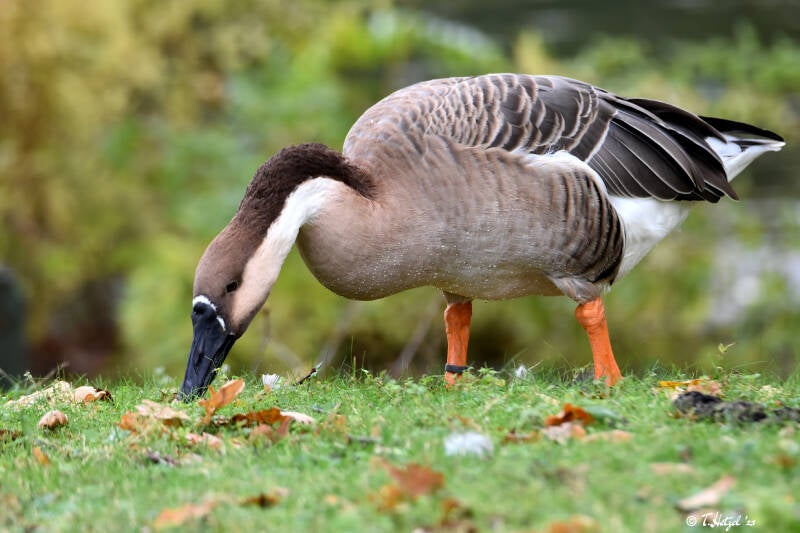 Schwanengans | Zoologsicher Stadtgarten Karlsruhe | 12.11.2023