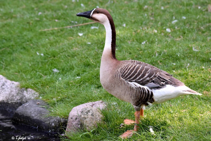 Schwanengans | Weltvogelpark Walsrode | 09.06.2023