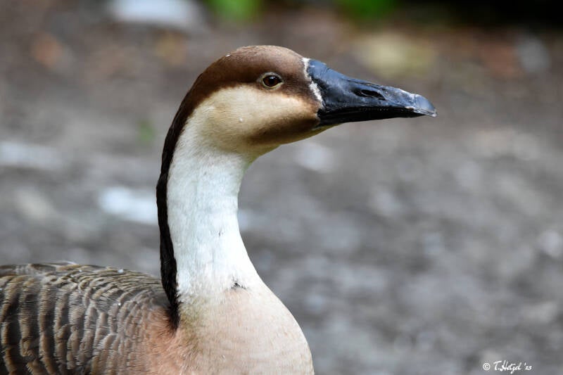 Schwanengans | Weltvogelpark Walsrode | 09.06.2023