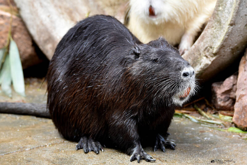Schwarze Nutria | Zie-Zoo Volkel | 05.07.2021