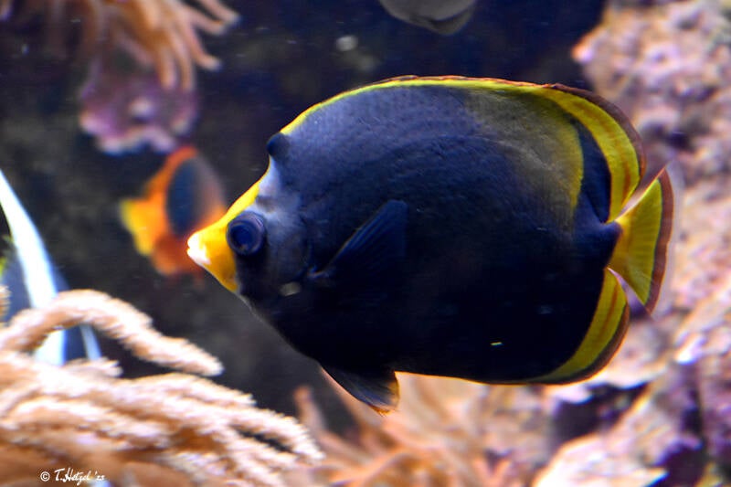 Schwarzer Falterfisch | Wilhelma Stuttgart | 16.06.2023