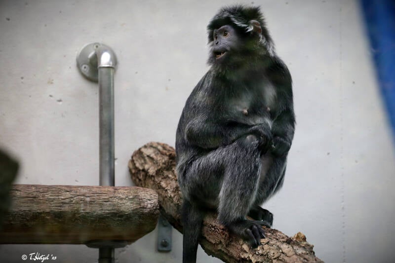 Schwarzer Haubenlangur | Wilhelma Stuttgart | 14.08.2018
