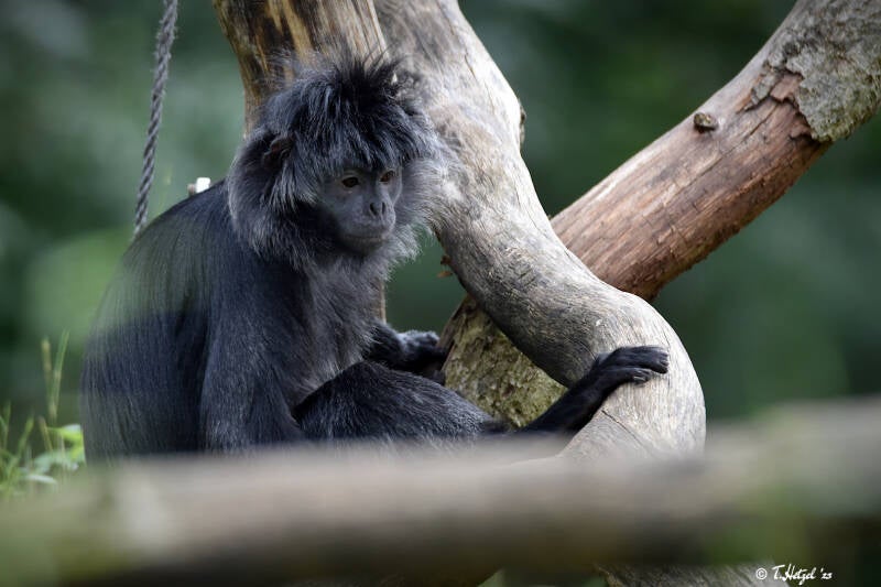Schwarzer Haubenlangur | Apenheul, Apeldoorn | 08.07.2021
