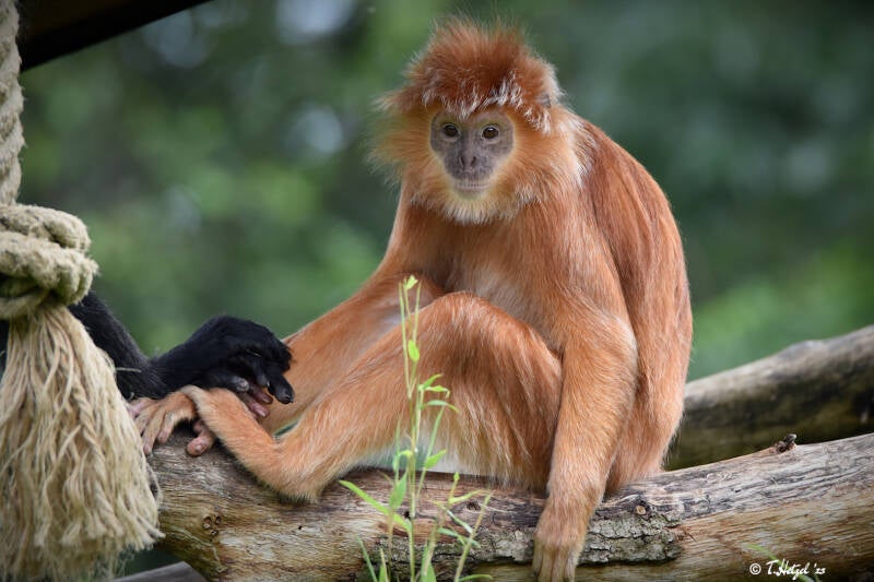 Schwarzer Haubenlangur | Apenheul, Apeldoorn | 08.07.2021