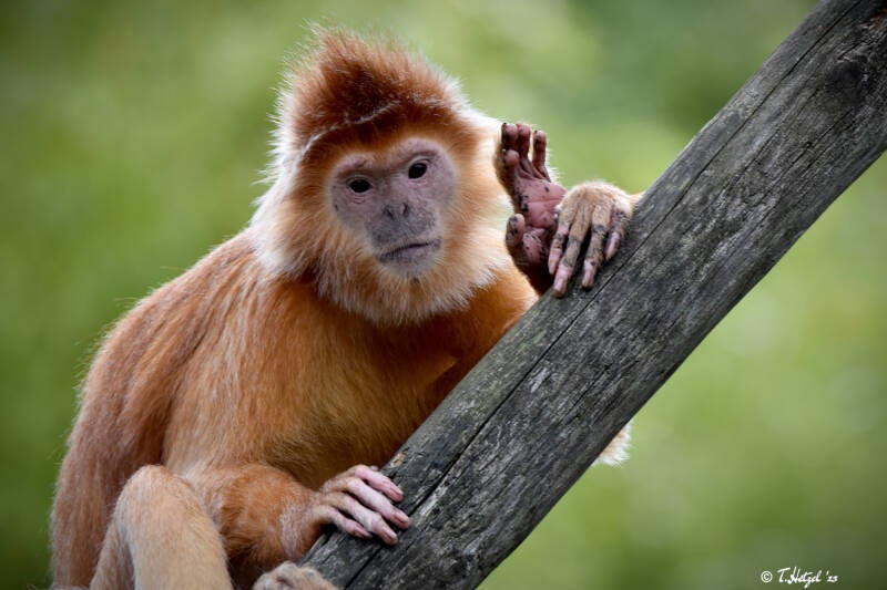 Schwarzer Haubenlangur | Apenheul, Apeldoorn | 08.07.2021