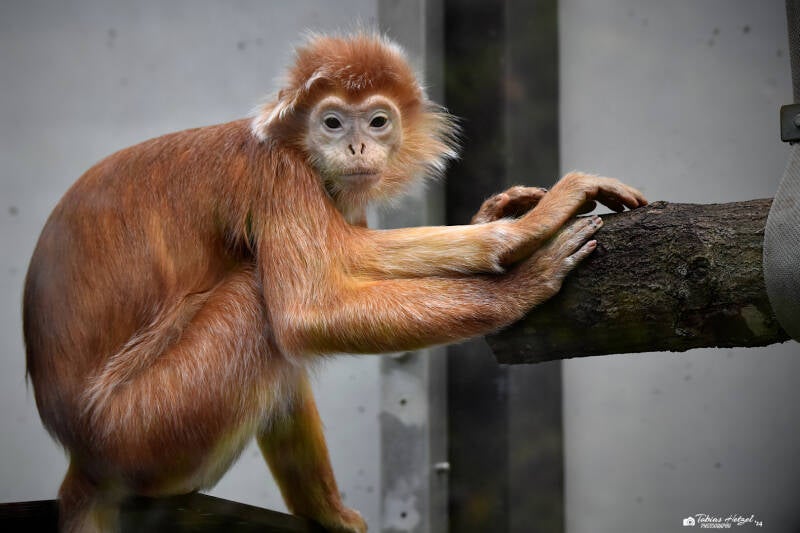 Schwarzer Haubenlangur | Wilhelma Stuttgart | 16.06.2023