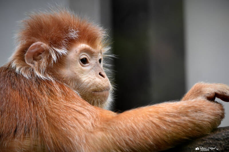 Schwarzer Haubenlangur | Wilhelma Stuttgart | 16.06.2023