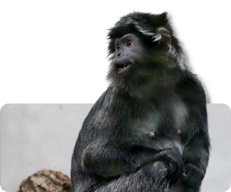 Schwarzer Haubenlangur