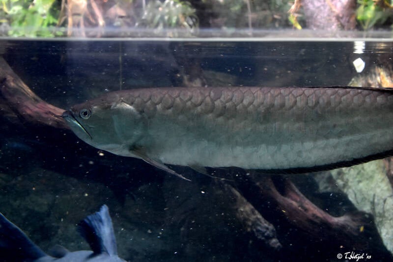 Schwarzer Knochenzüngler | Zoo Frankfurt | 21.04.2023