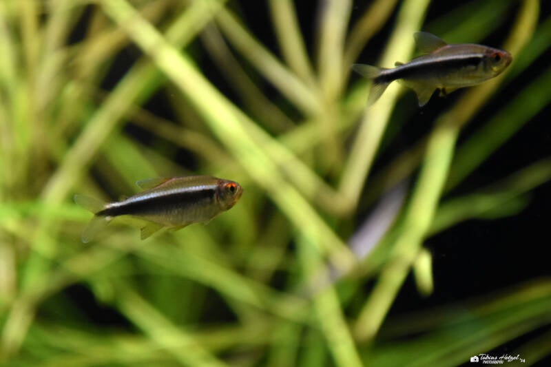 Schwarzer Neonsalmler | Staatliches Museum für Naturkunde Karlsruhe | 09.03.2023