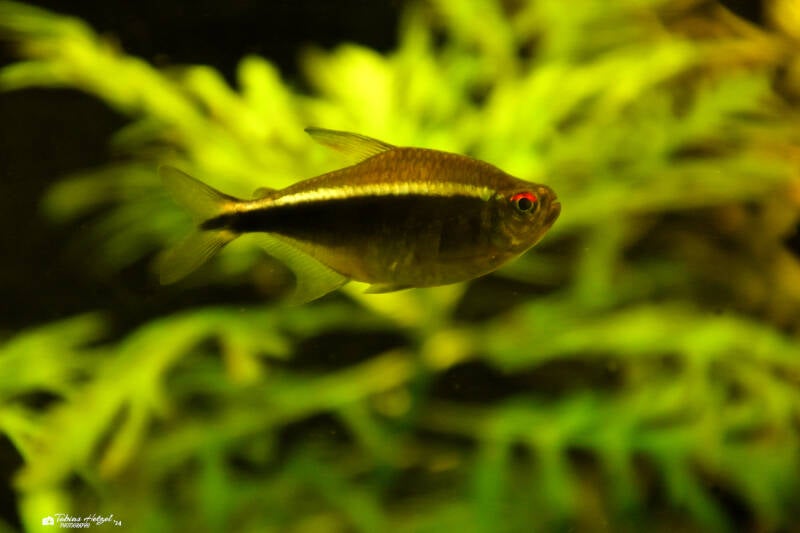 Schwarzer Neonsalmler | Ouwehands Dierenpark, Rhenen | 06.07.2021