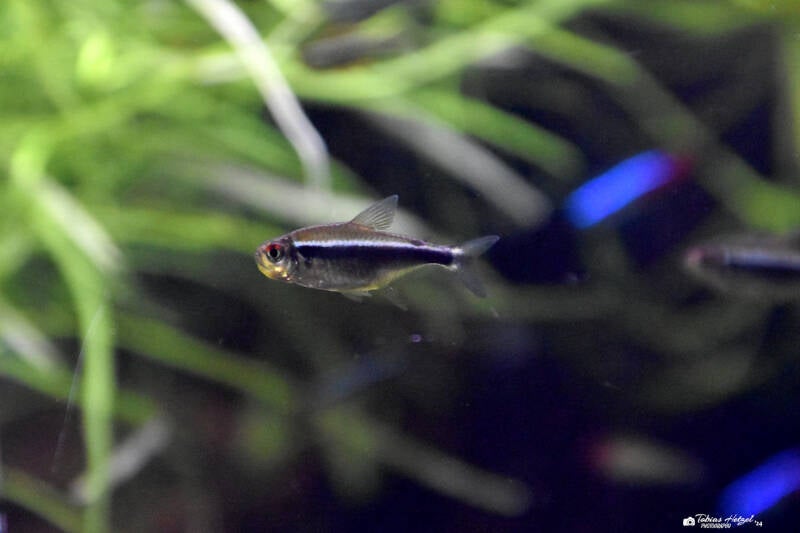 Schwarzer Neonsalmler | Zoologischer Stadtgarten Karlsruhe | 12.11.2023