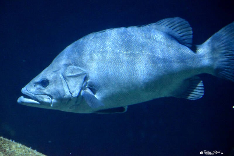 Schwarzer Zackenbarsch | Diergaarde Blijdorp, Rotterdam | 09.07.2021