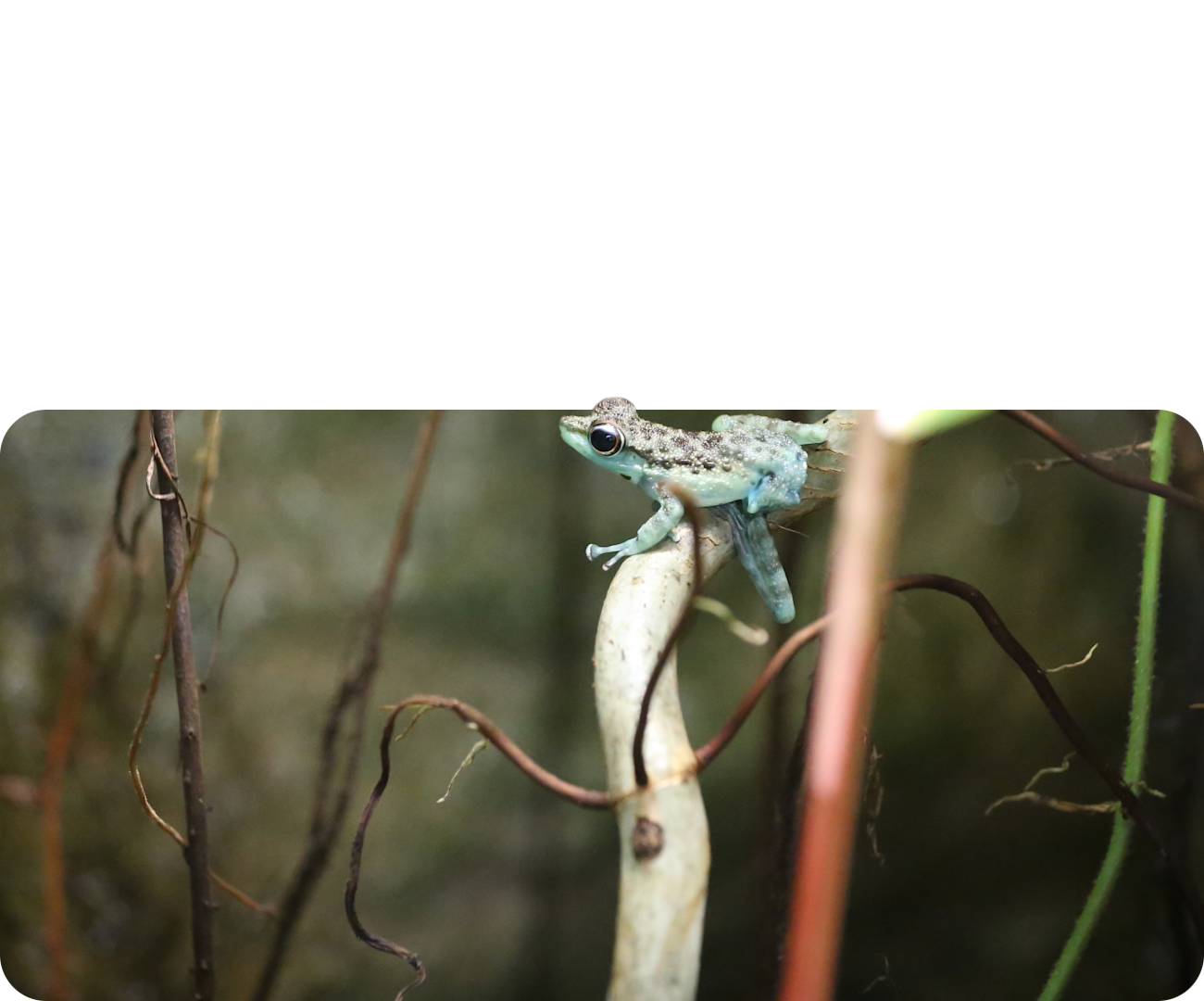 Schwarzgepunkteter Winkerfrosch