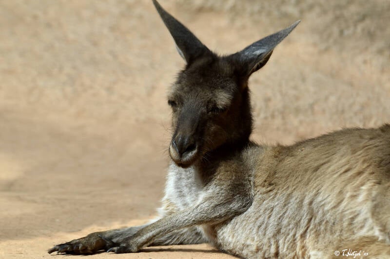 Schwarzgesichtskänguru | Zoo Basel | 09.04.2023