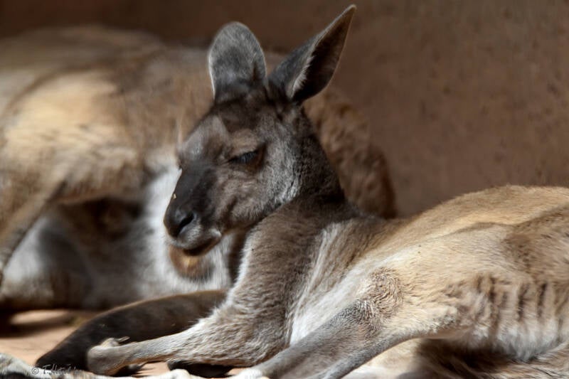 Schwarzgesichtskänguru | Zoo Basel | 09.04.2023