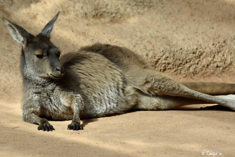 Schwarzgesichtskänguru | Zoo Basel | 09.04.2023