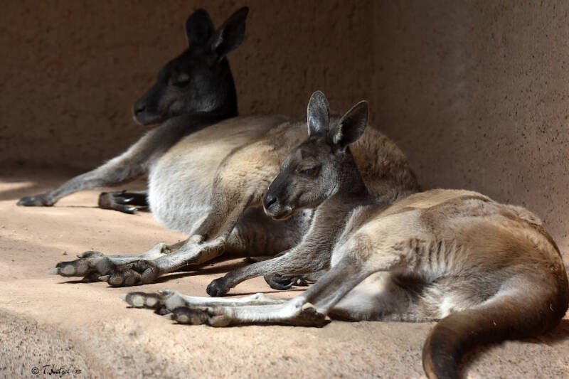 Schwarzgesichtskänguru | Zoo Basel | 09.04.2023
