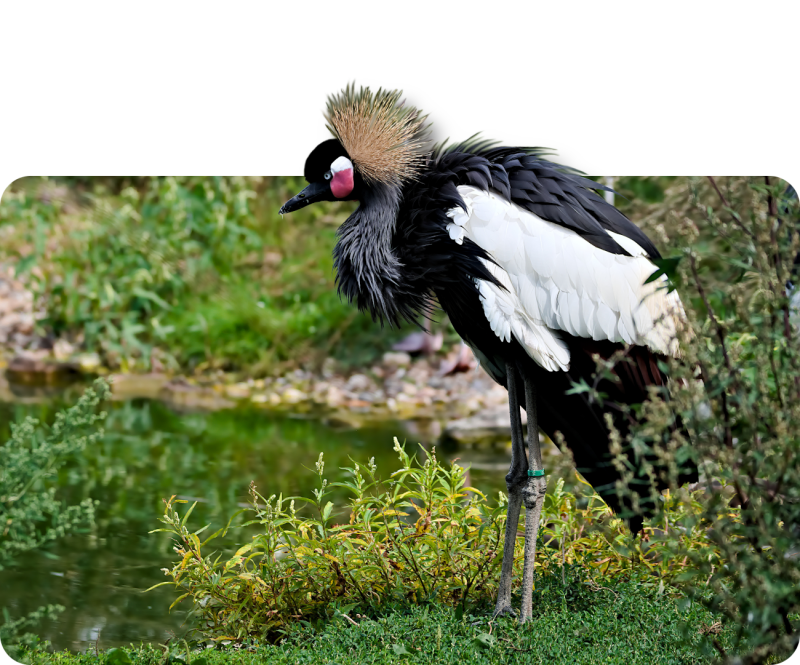 Schwarzhals-Kronenkranich (kein Unterartenstatus)