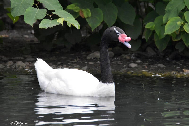 Schwarzhalsschwan | Zoologischer Stadtgarten Karlsruhe | 03.07.2020