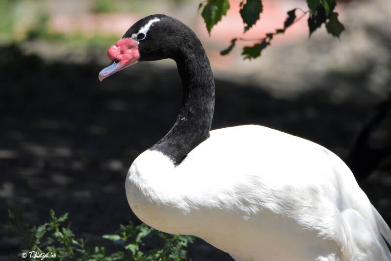 Schwarzhalsschwan | Haustierhof Reutemühle, Überlingen-Bambergen | 05.07.2020