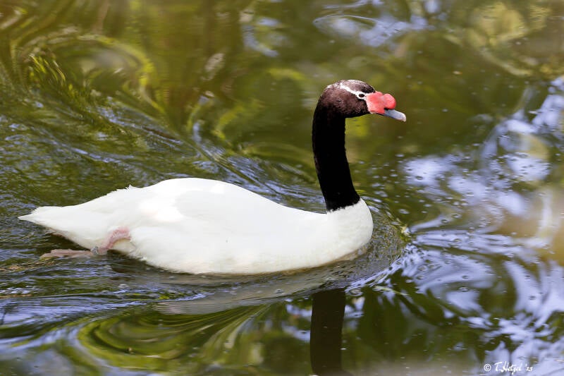Schwarzhalsschwan | Zoo Berlin | 26.05.2018