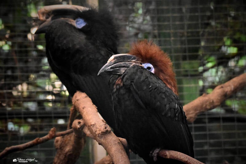 Schwarzhelm-Hornvogel | Weltvogelpark Walsrode | 09.06.2023