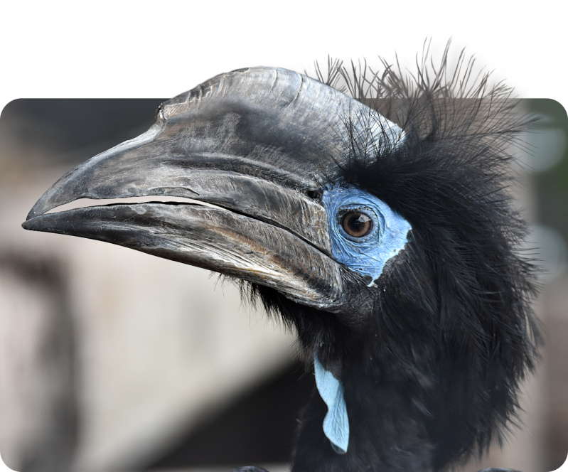 Schwarzhelm-Hornvogel