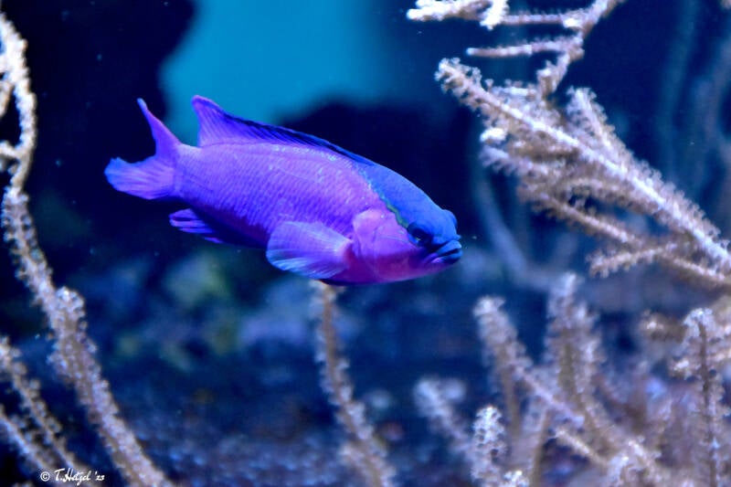 Schwarzkappen-Feenbarsch | Staatliches Museum für Naturkunde, Karlsruhe | 04.12.2022