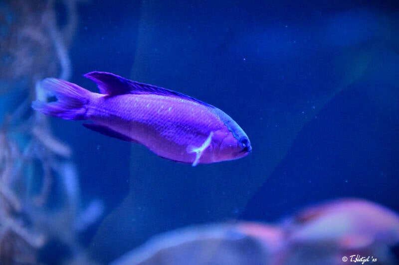 Schwarzkappen-Feenbarsch